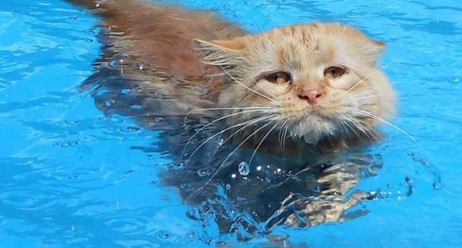 Water Kitty