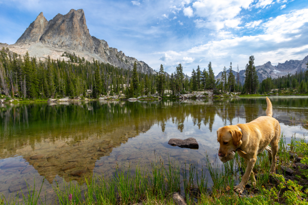 dogs in national parks