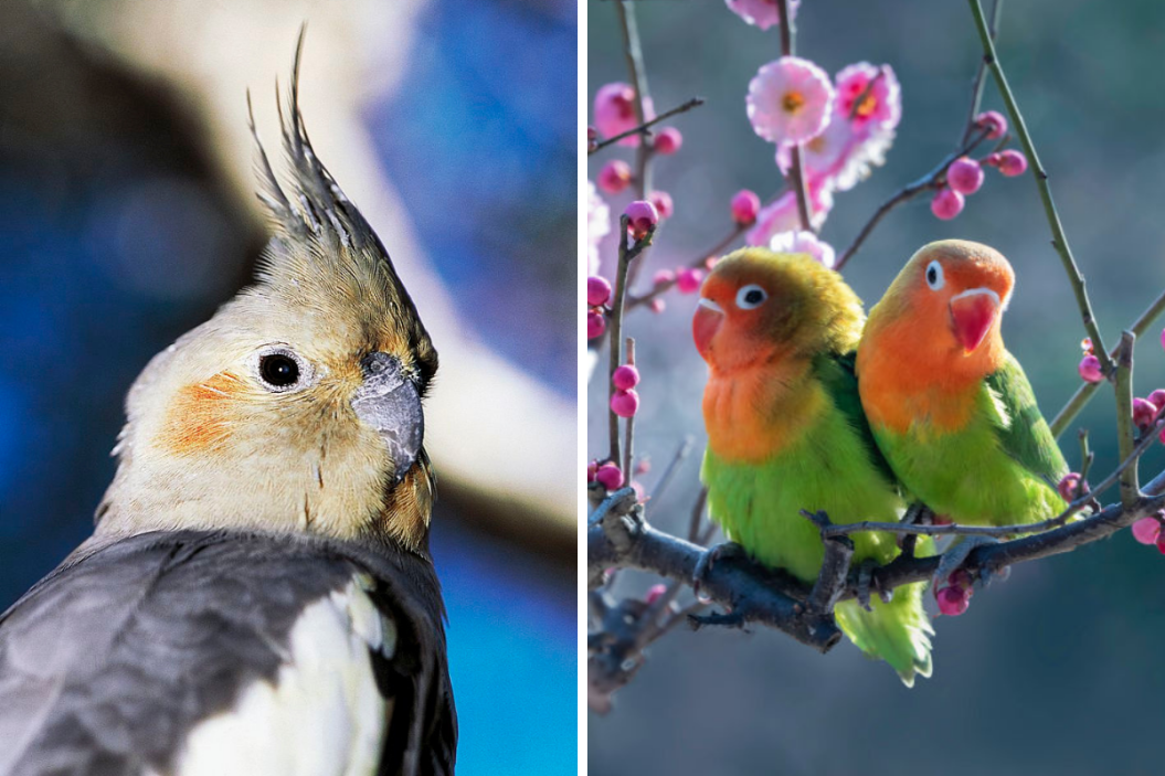 Cockatiel and lovebirds are among the best birds for beginners.