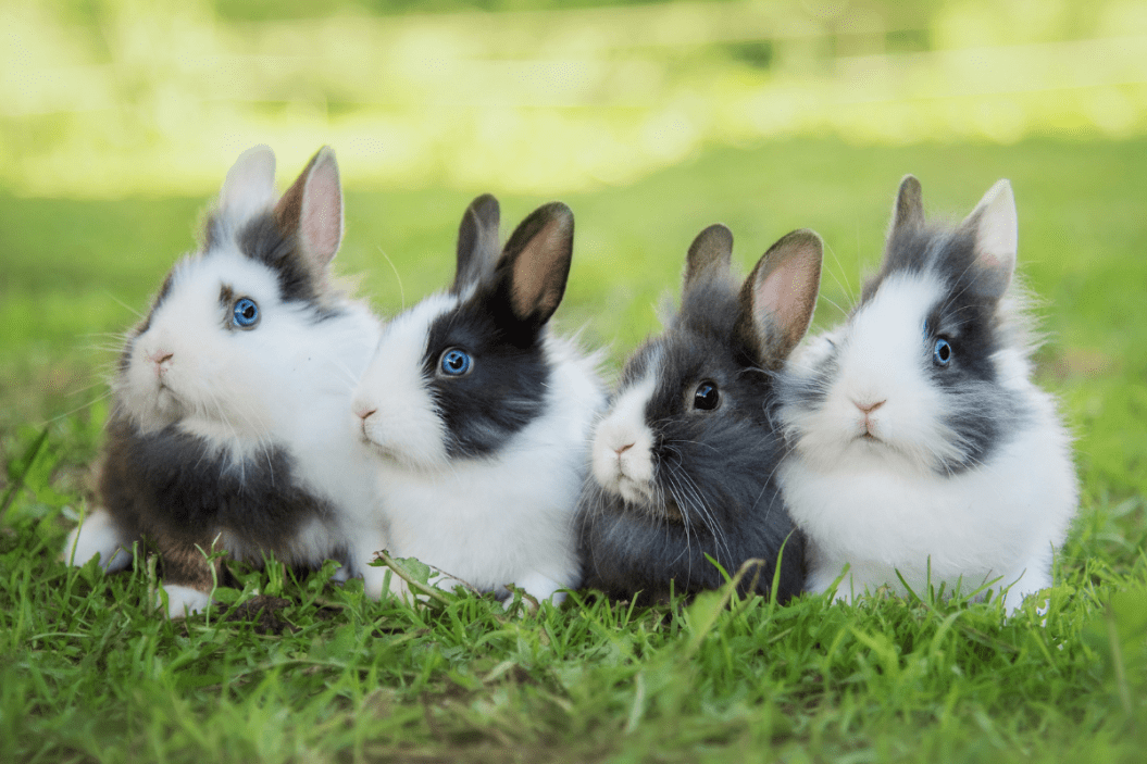 Bunny vs Rabbit vs Hare