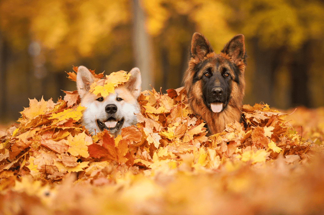 Dogs playing in the leaves on Thanksgiving