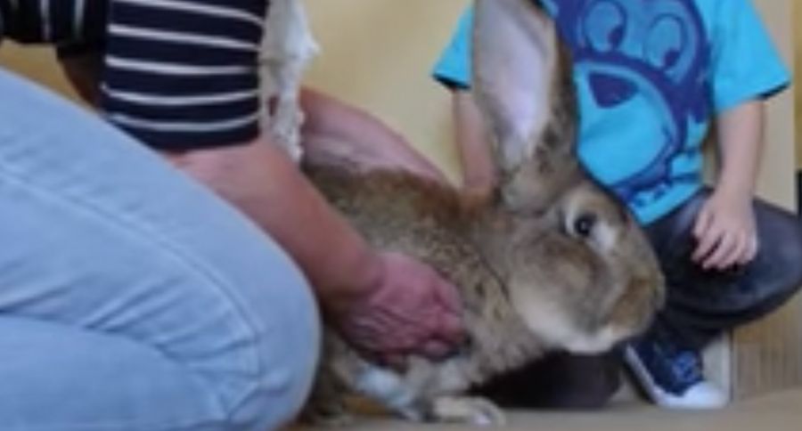 Largest Bunny
