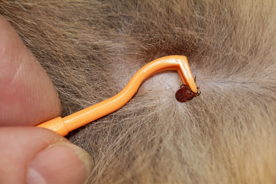 how to remove tick from pet