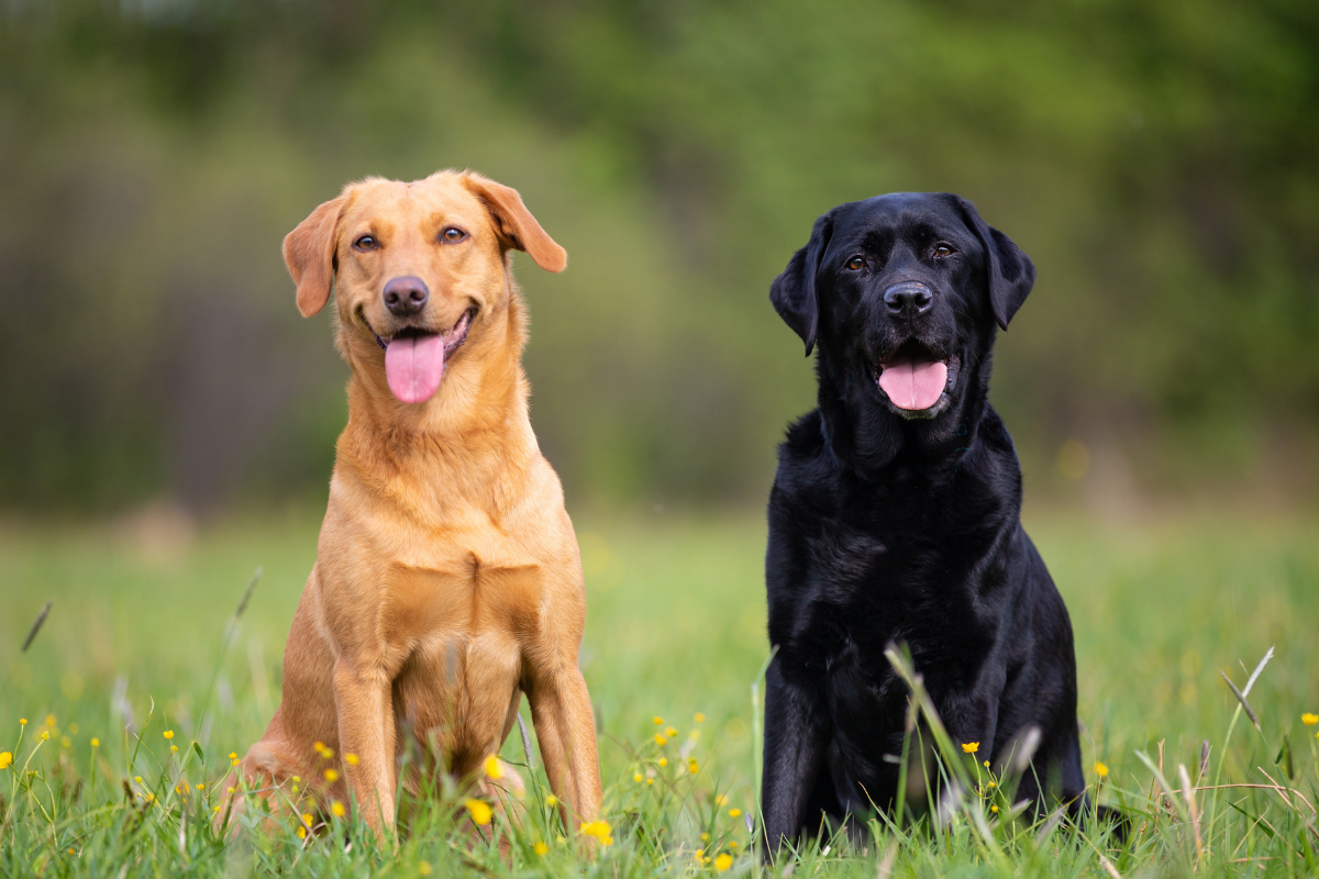 10 Facts About Labrador Retrievers, America's Most Popular Dog Breed!