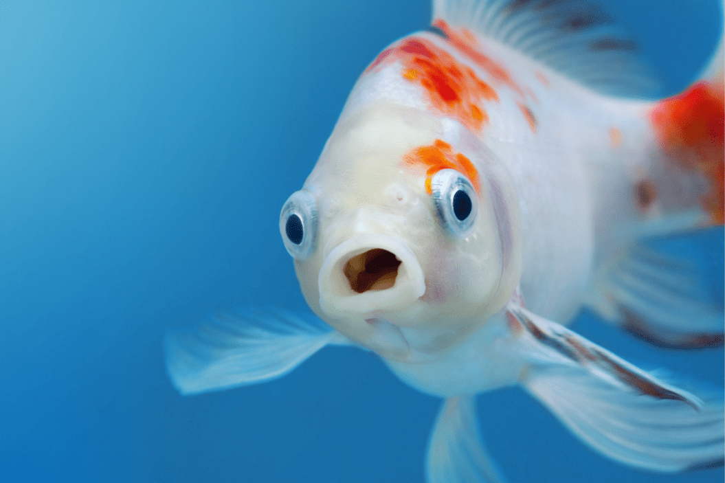 Goldfish makes funny face during its swim.