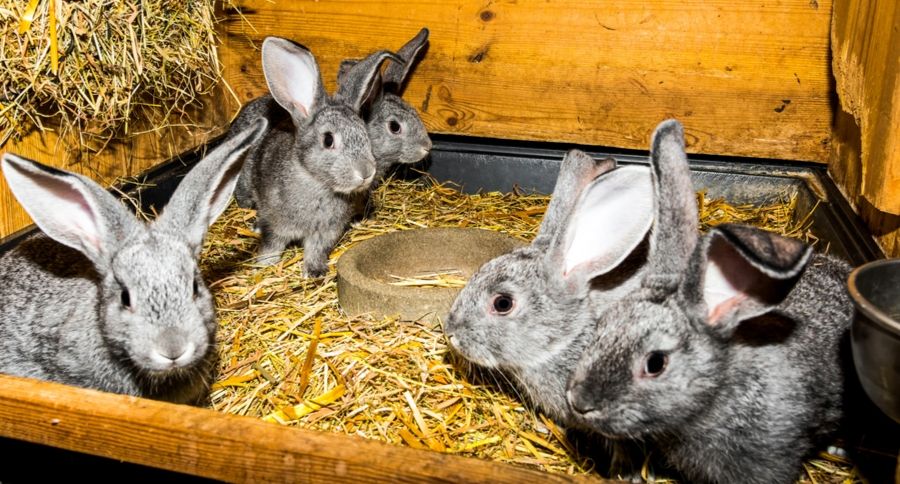 Rabbits- Adobe Stock