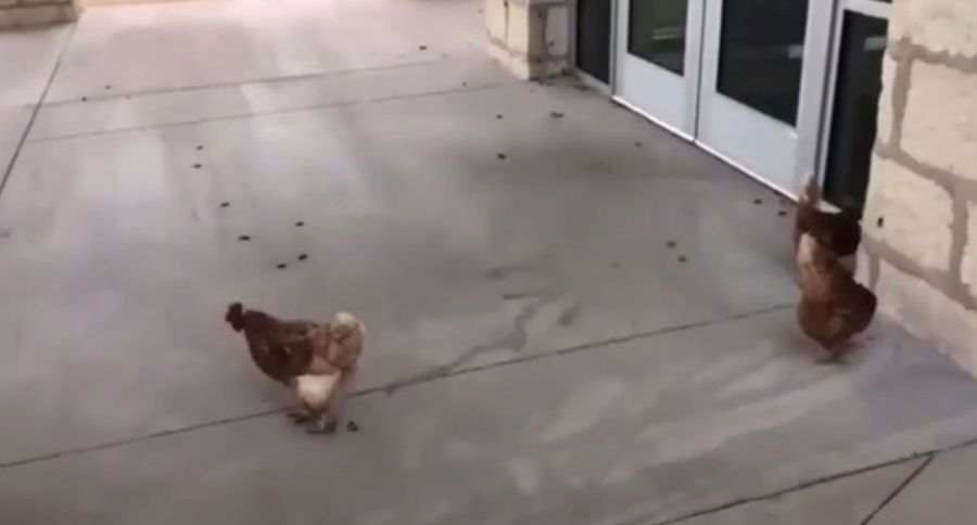 Chickens Eating Crickets