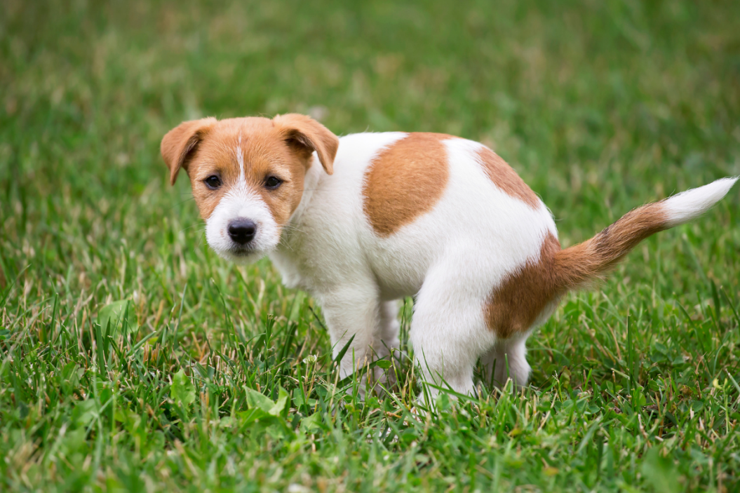 home remedies for dogs with diarrhea