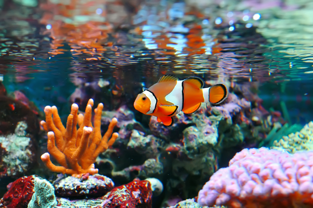 Orange fish swimming in 5-gallon fish tank
