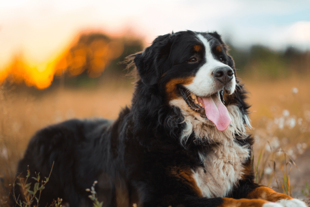 Bernese mountain dog sits in a field.