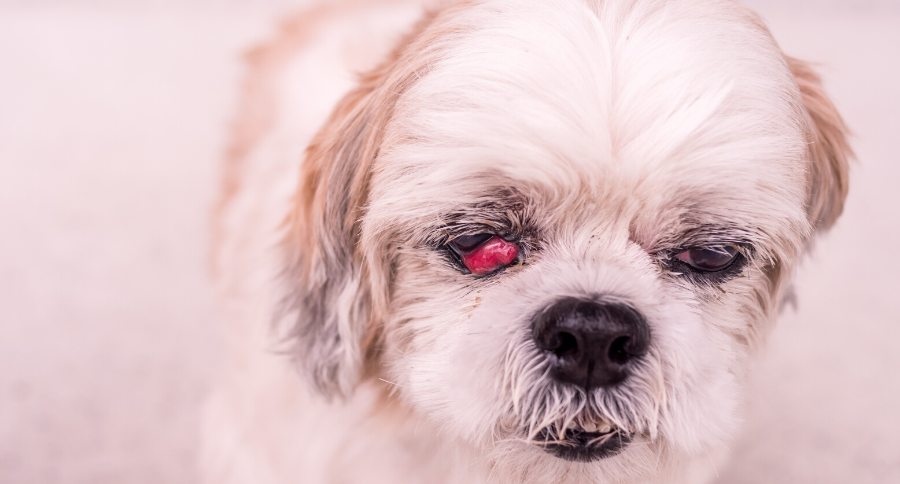 Cherry Eye Dog Treatment
