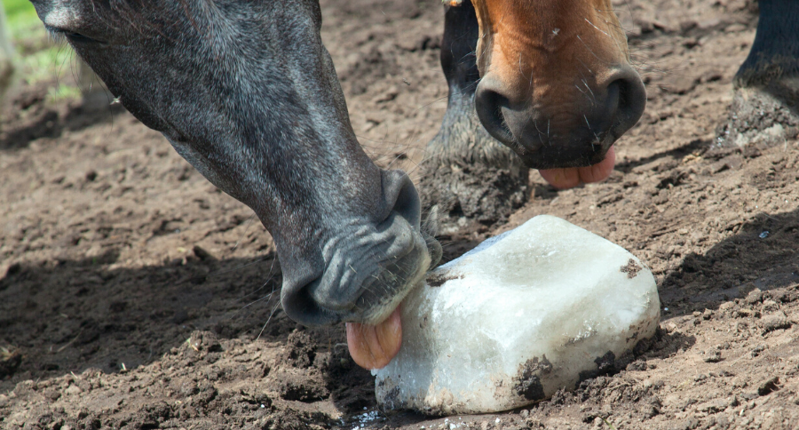 What Do Horses Eat