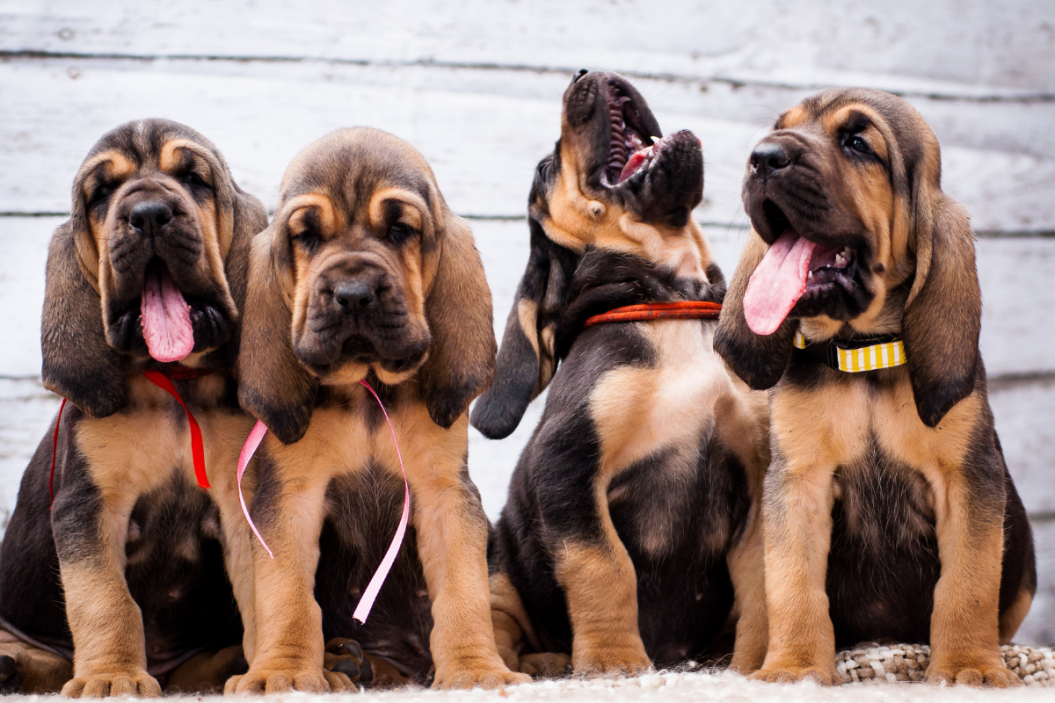 stinkiest dog breeds bloodhound puppies