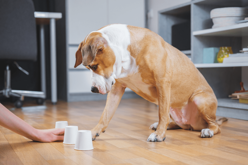 Dog plays the cup game with owners with brain games for dogs