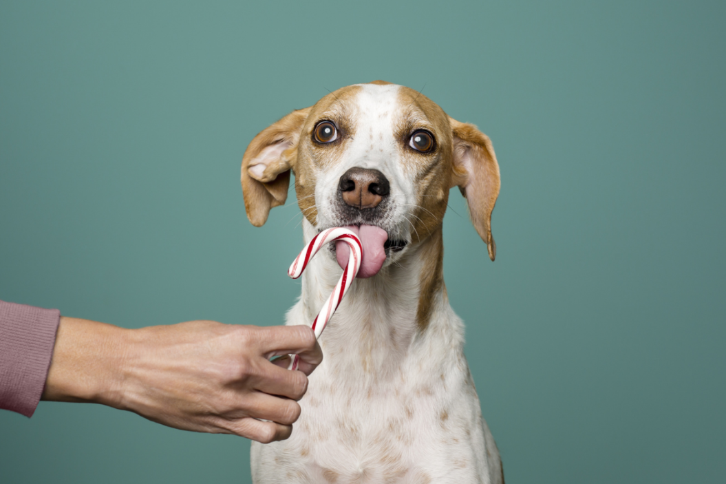 Dog takes lick of candy cane from their owner.