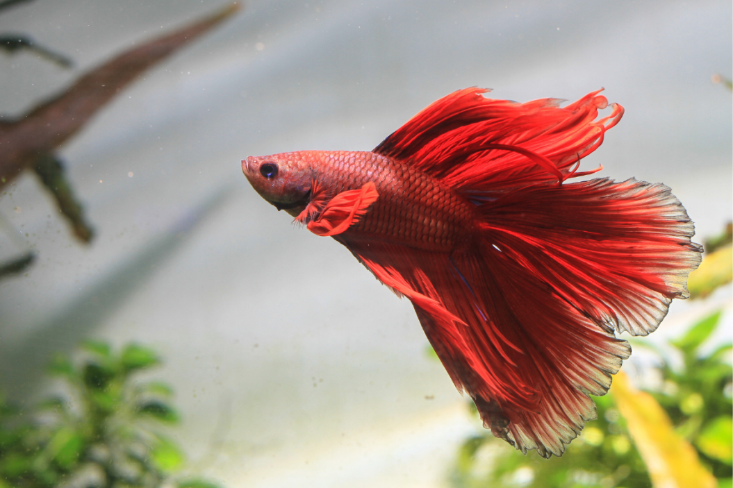 Betta fish goes for a swim through clean freshwater.