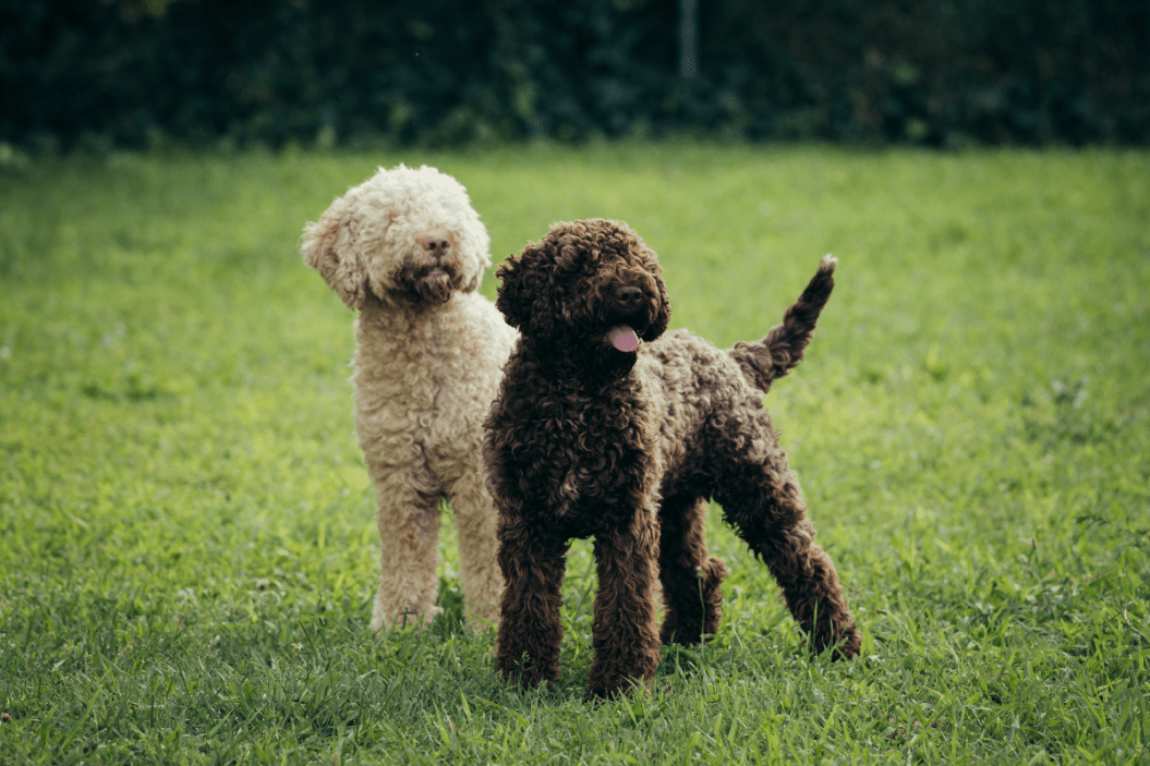 Lagotto Romagnolo truffle hunting dogs in a field.