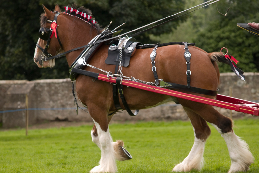 clydesdale horse in harness and reins
