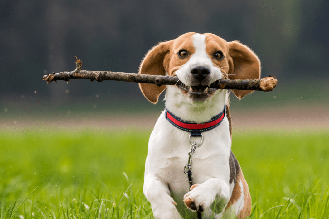 Dog runs with its stick.