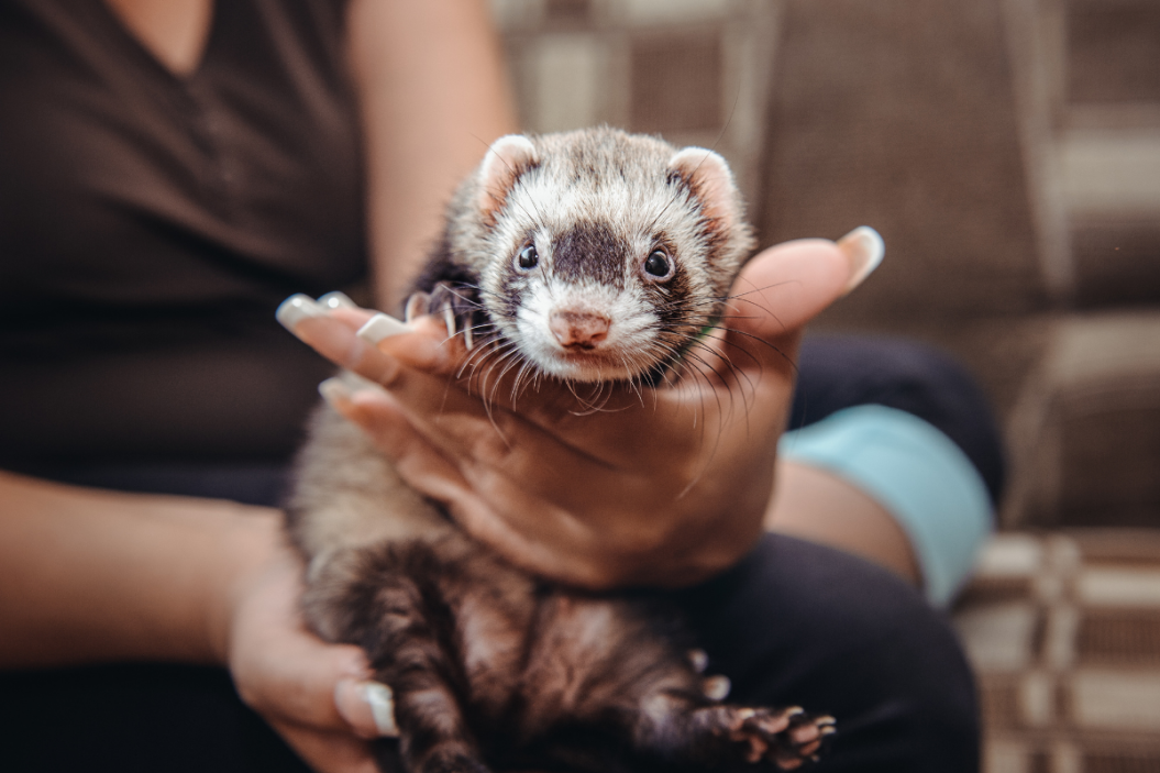 Pet ferret sits in owner's hands.