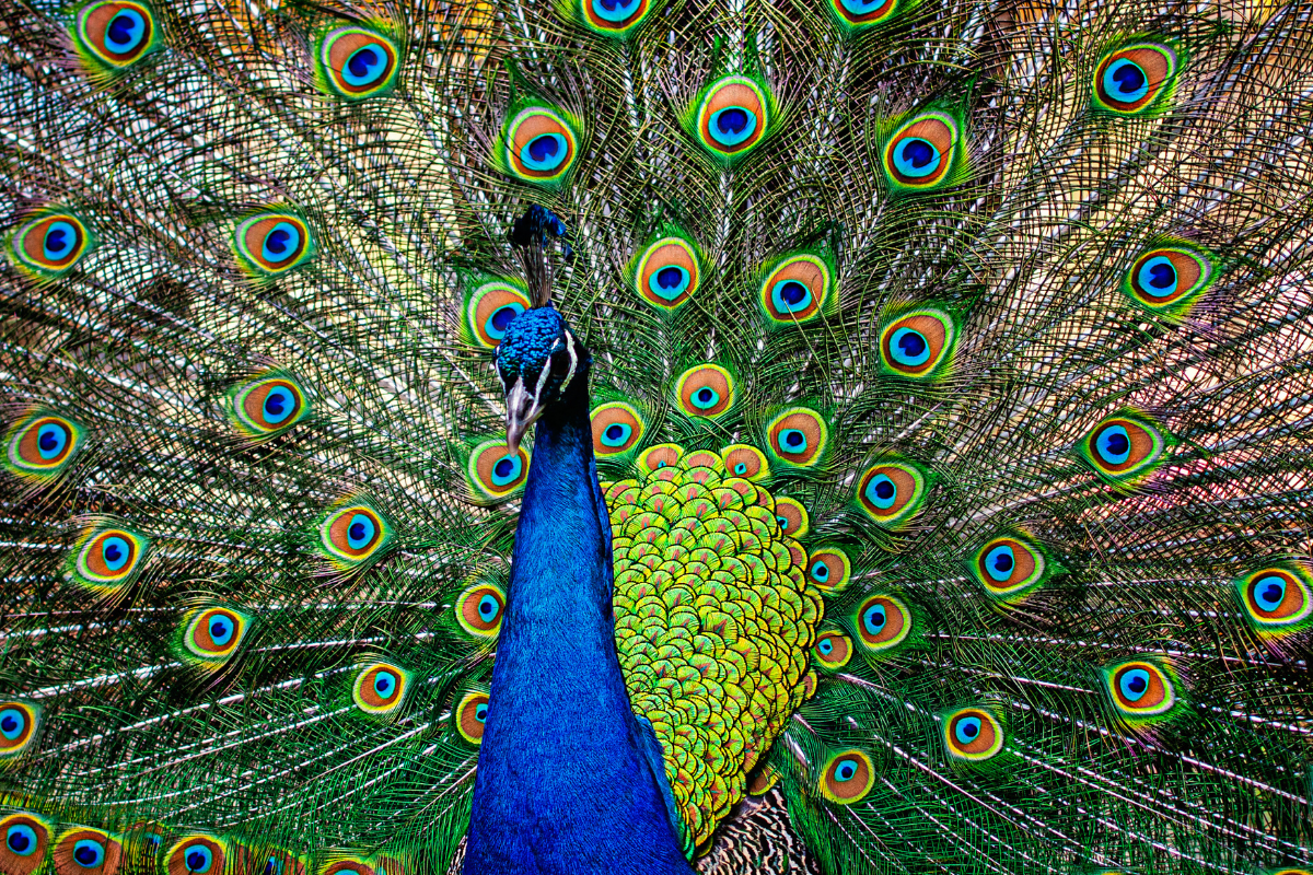 Raising Peacocks: 5 Tips to Keep Peafowl Happy in Your Home