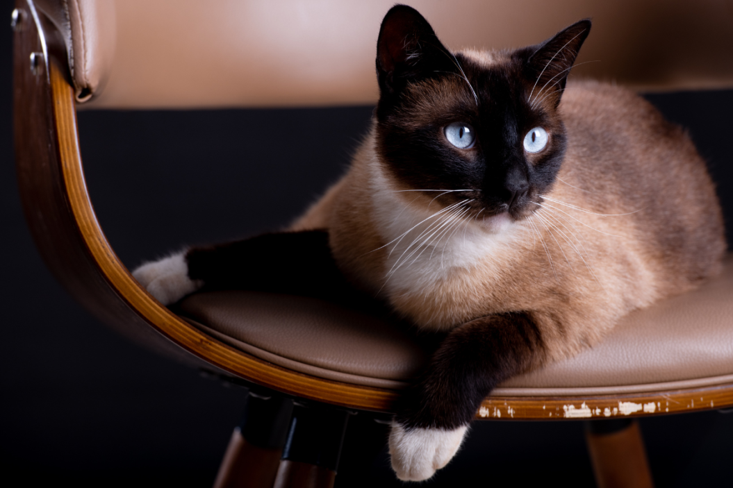 siamese cat sits on a chair
