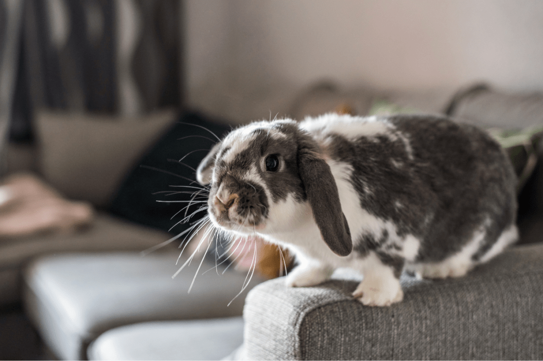 Free-roam bunny sits on couch.