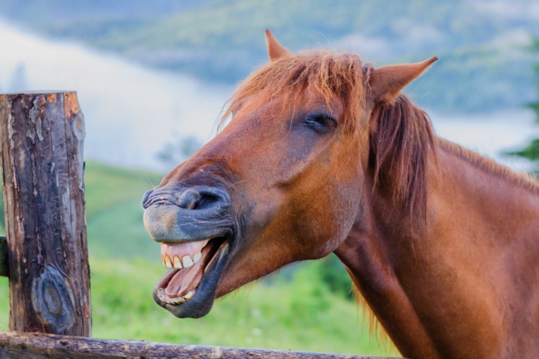 Horse laughs at a hilarious joke.