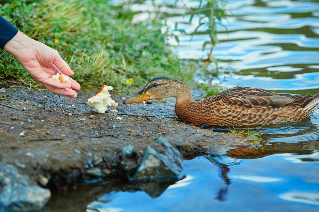 Duck reaches for bread