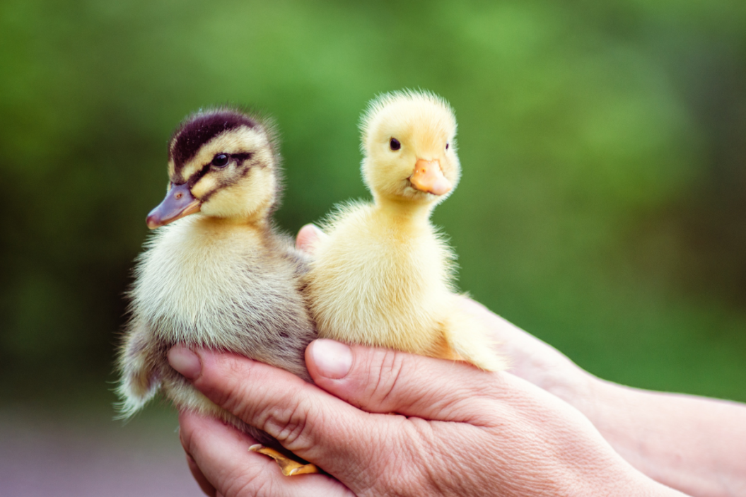 Two ducklings being held by their owner.