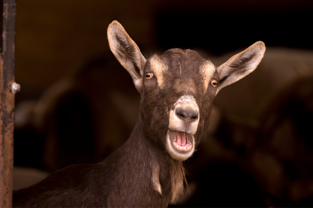 Screaming goat