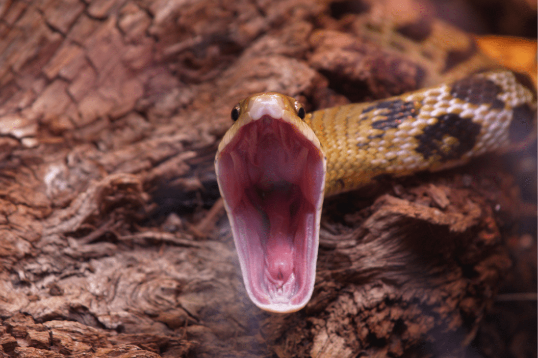 Snake "yawns" before a meal.