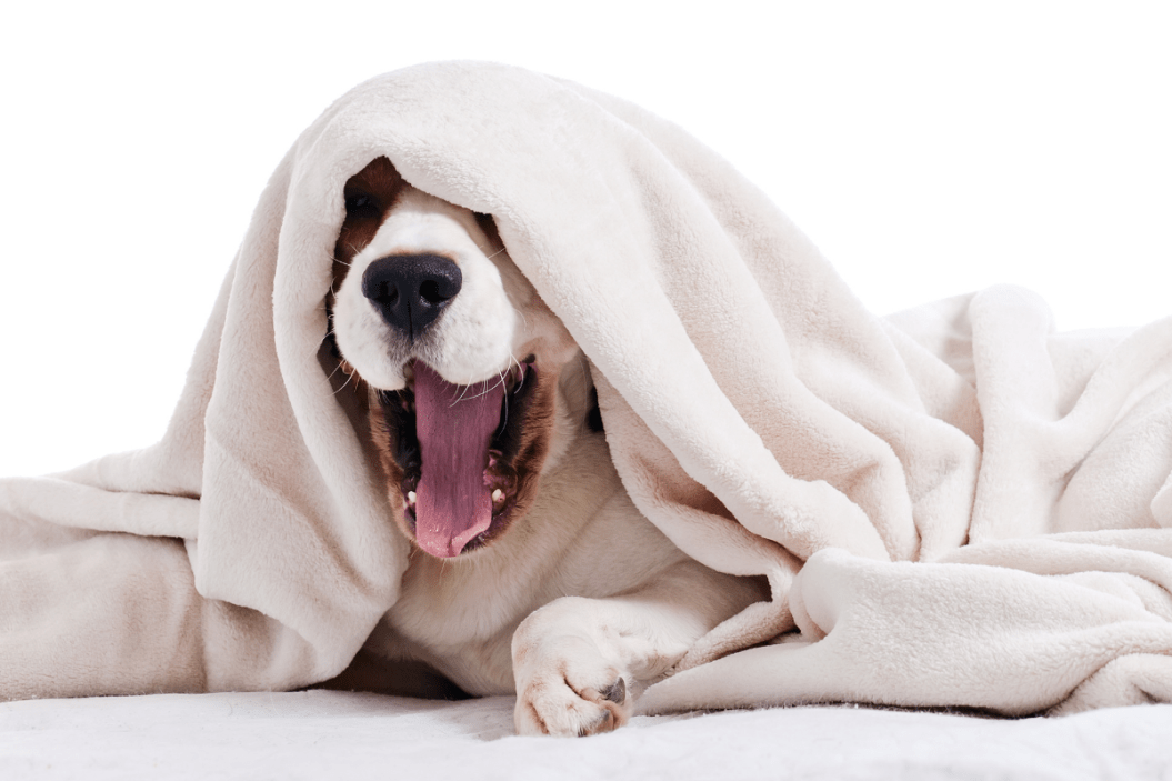 Dog hides underneath blanket.