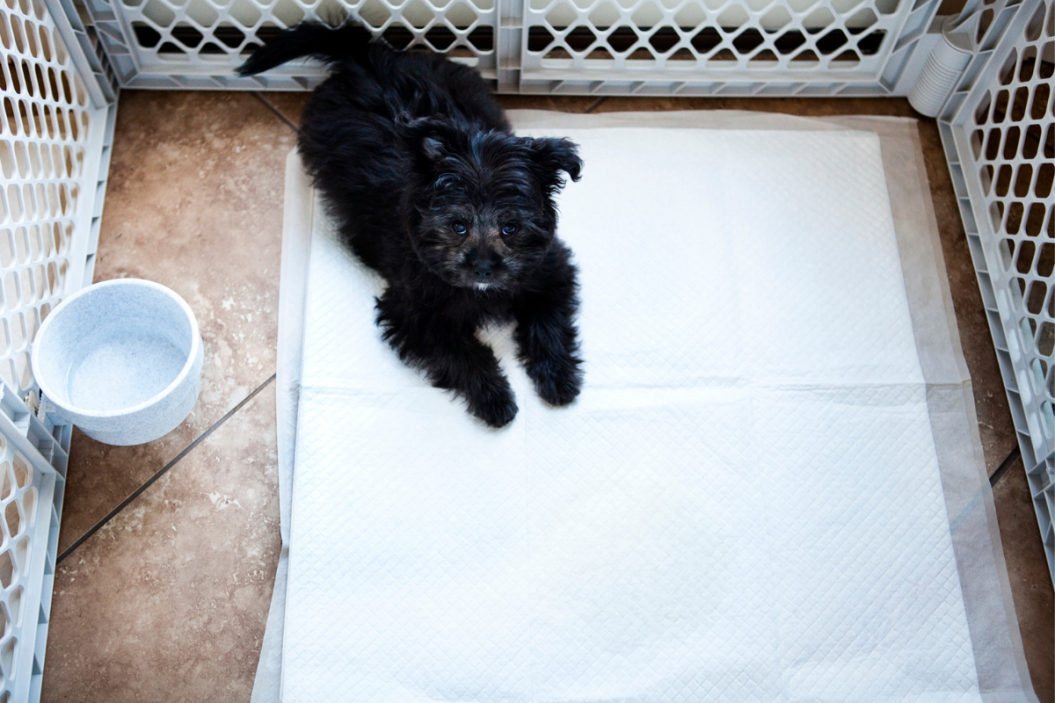 a puppy sits on a puppy pad in playpen