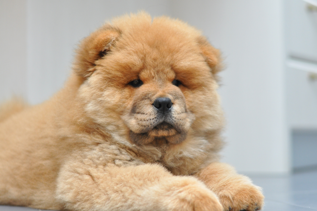 Chow Chow puppy sits for the camera.