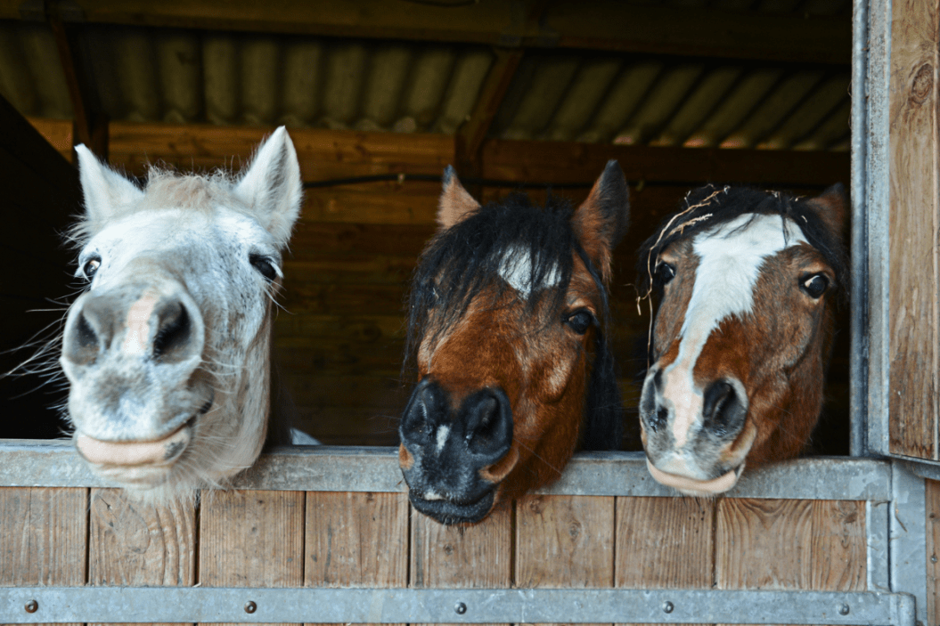 three horses being silly together