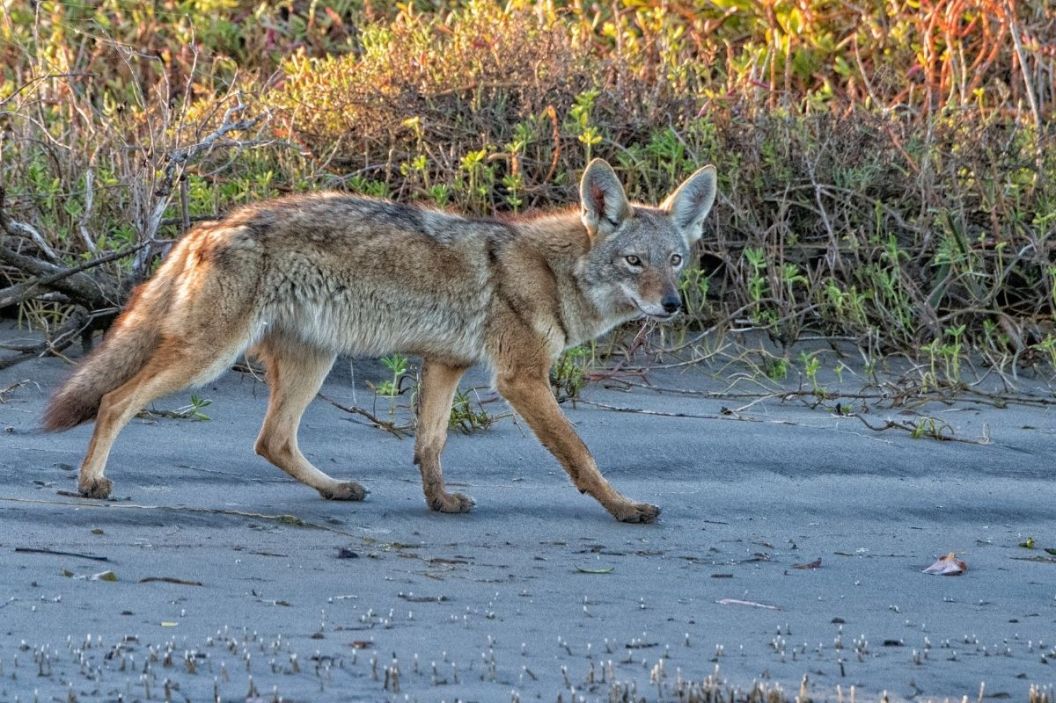 Coyote prowls through a field clearing.