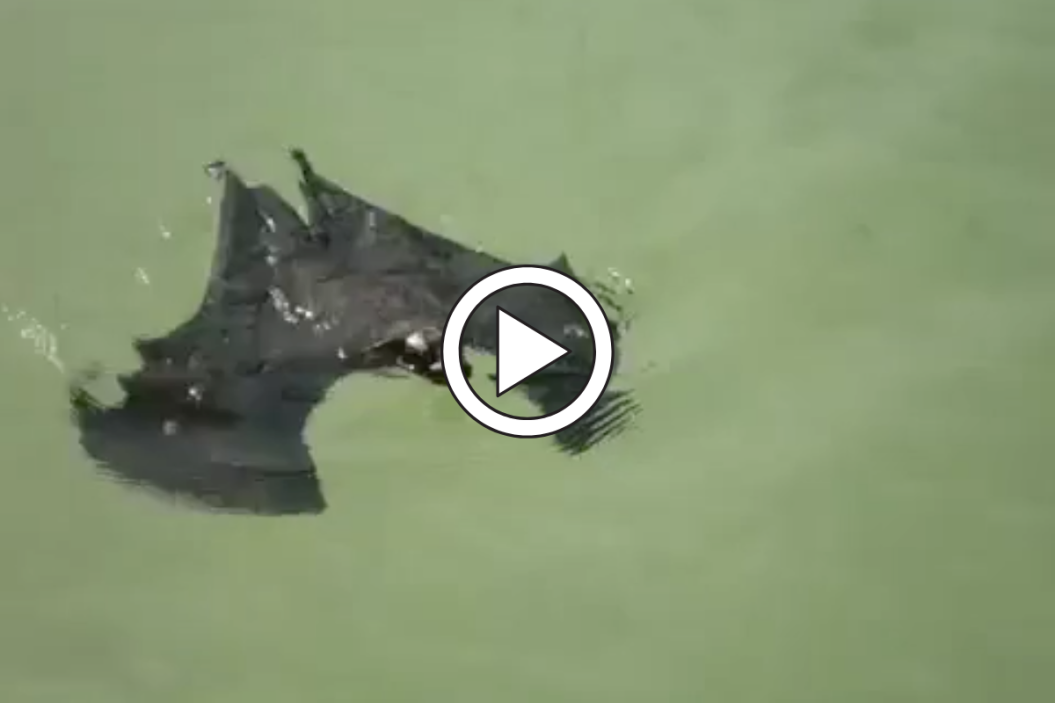 Bat goes swimming.