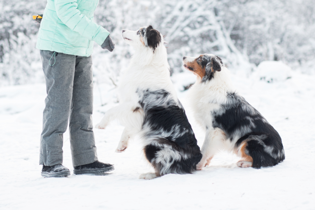 two dogs with blue merle coats in snow