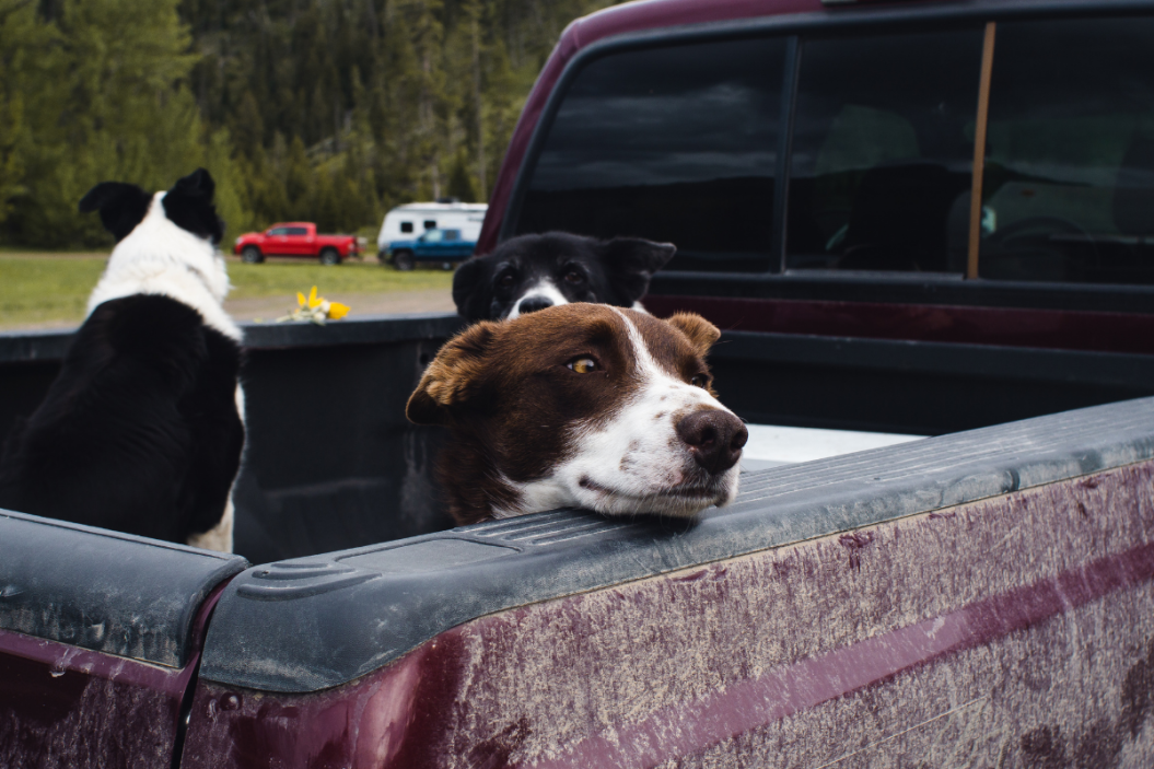 Dogs Riding in Truck Bed