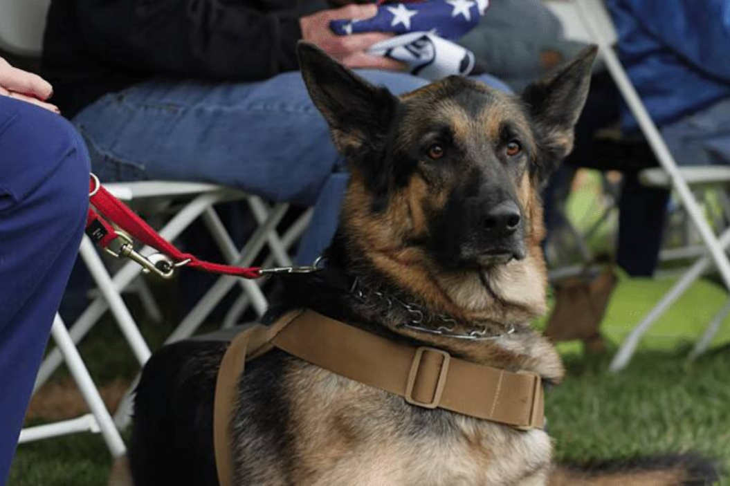 veteran service dogs