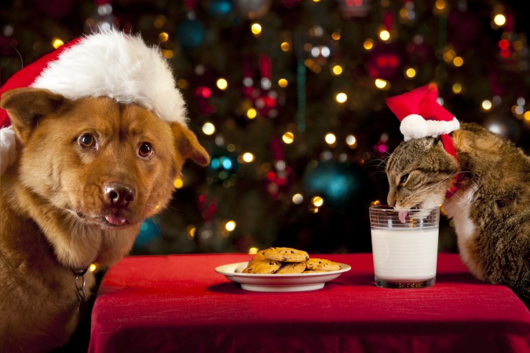 Dog and cat enjoy milk and cookies at Christmas
