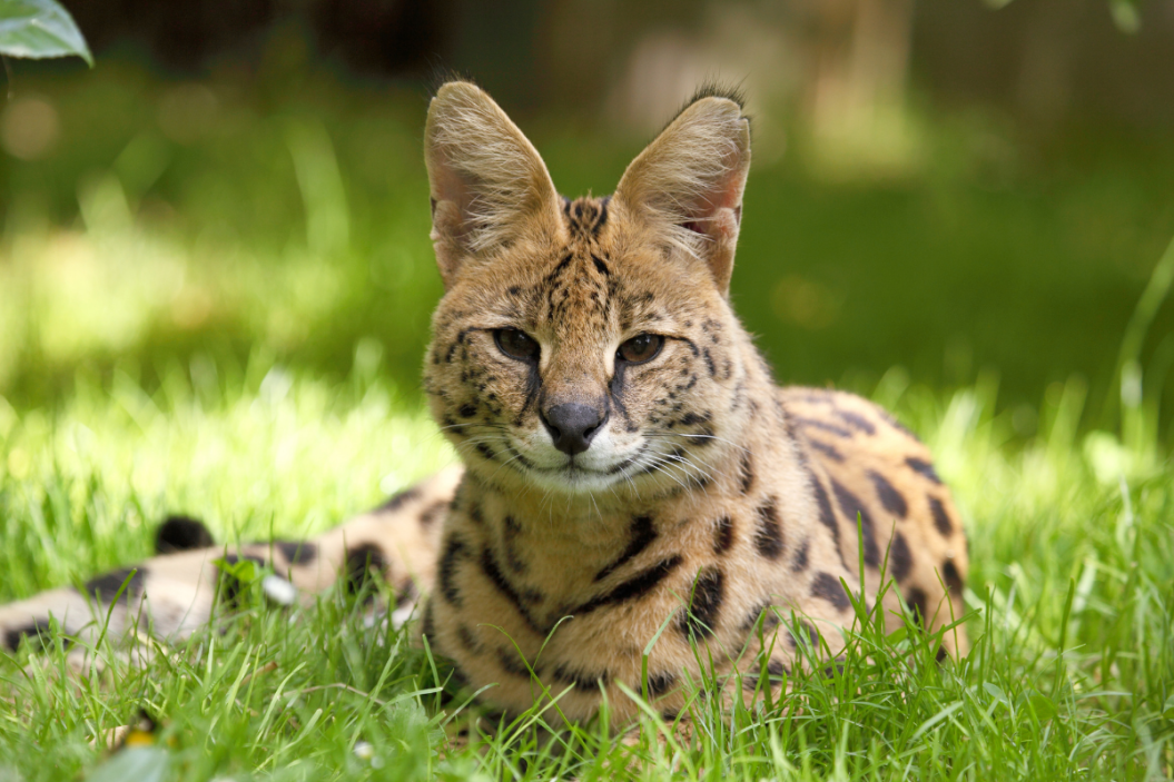 exotic serval cat laying in the grass