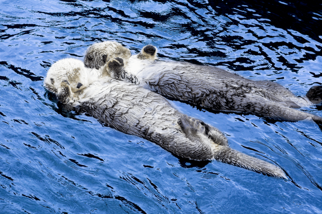 Otters hold hands and float on their backs.