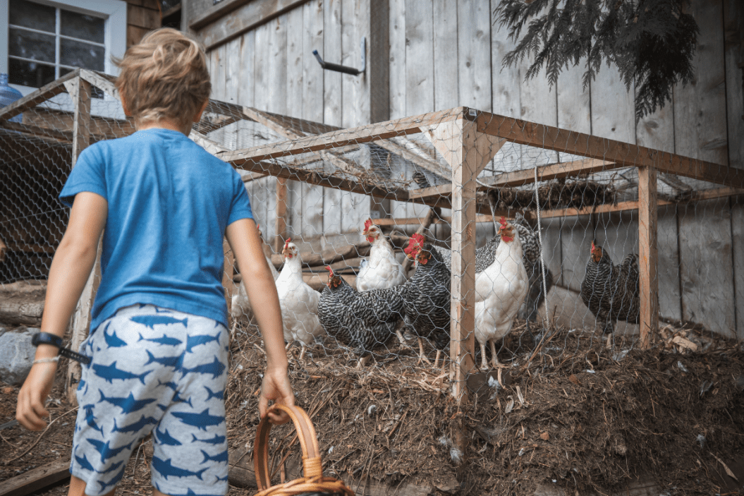 Boy feeds chickens in their coop.