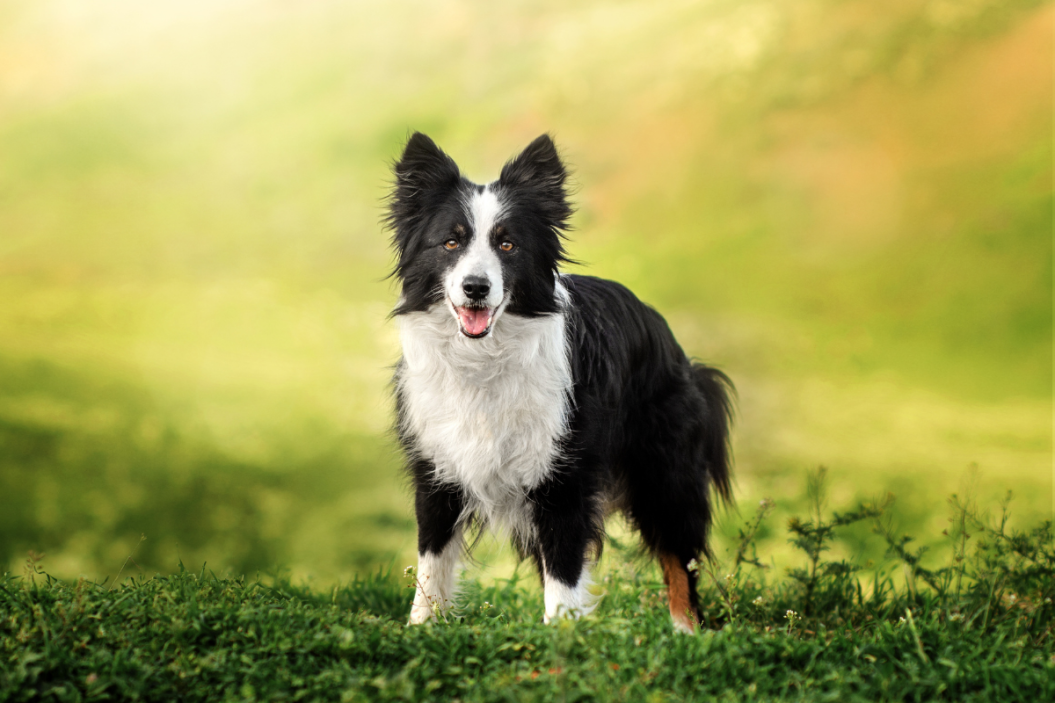 Border collie in a field.