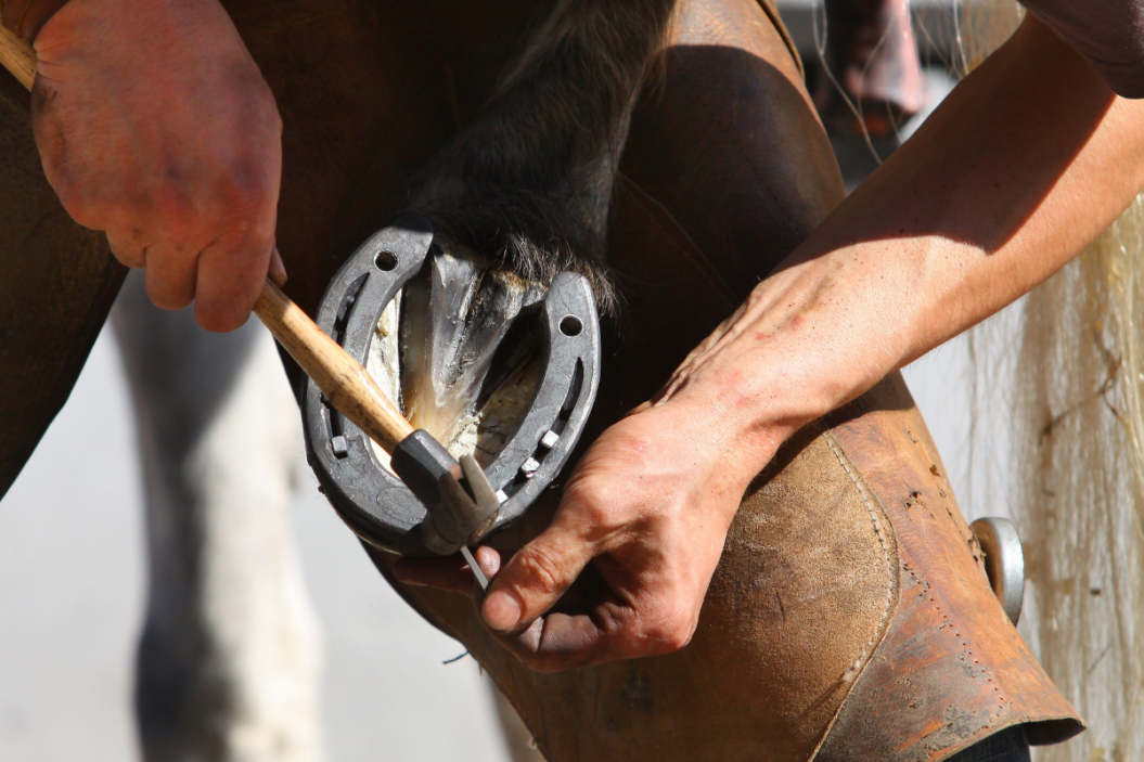 Farrier puts horseshoes on a horse's hoof.
