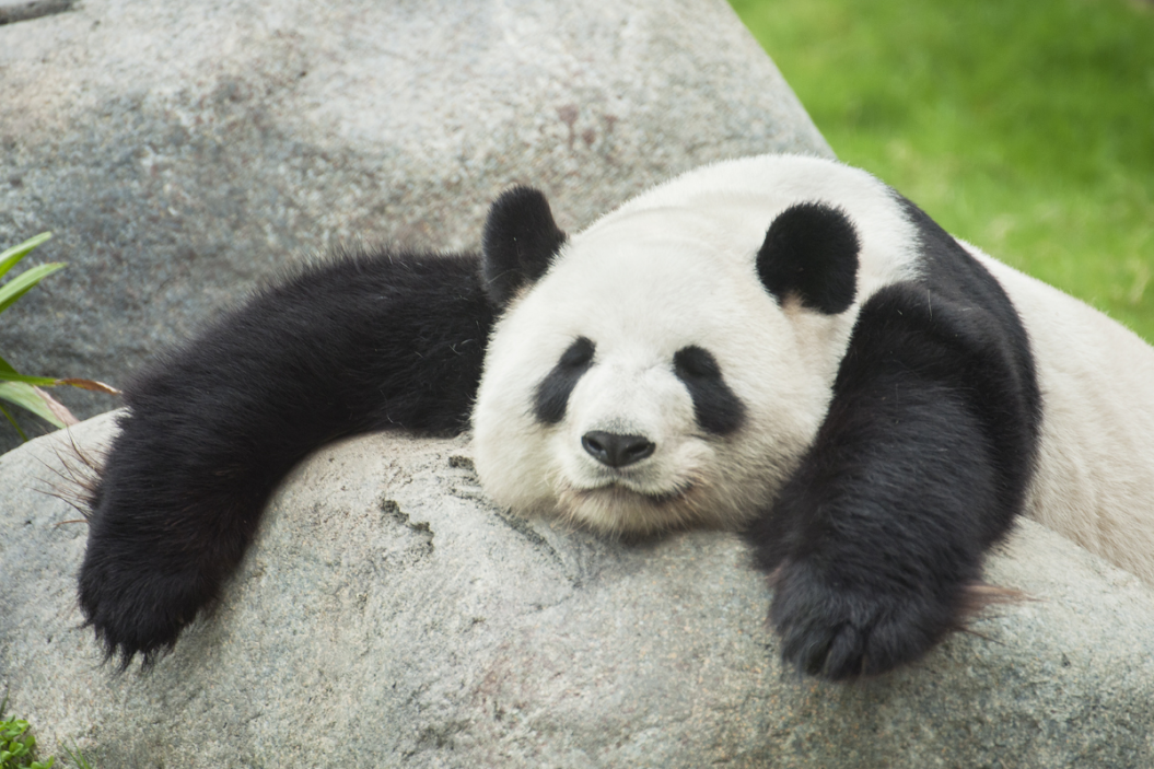Panda bear naps on his rock