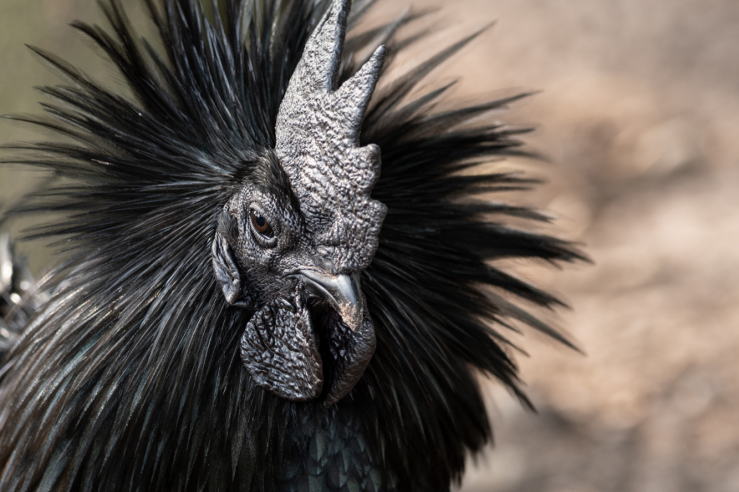 Ayam Cemani chicken poses for photo
