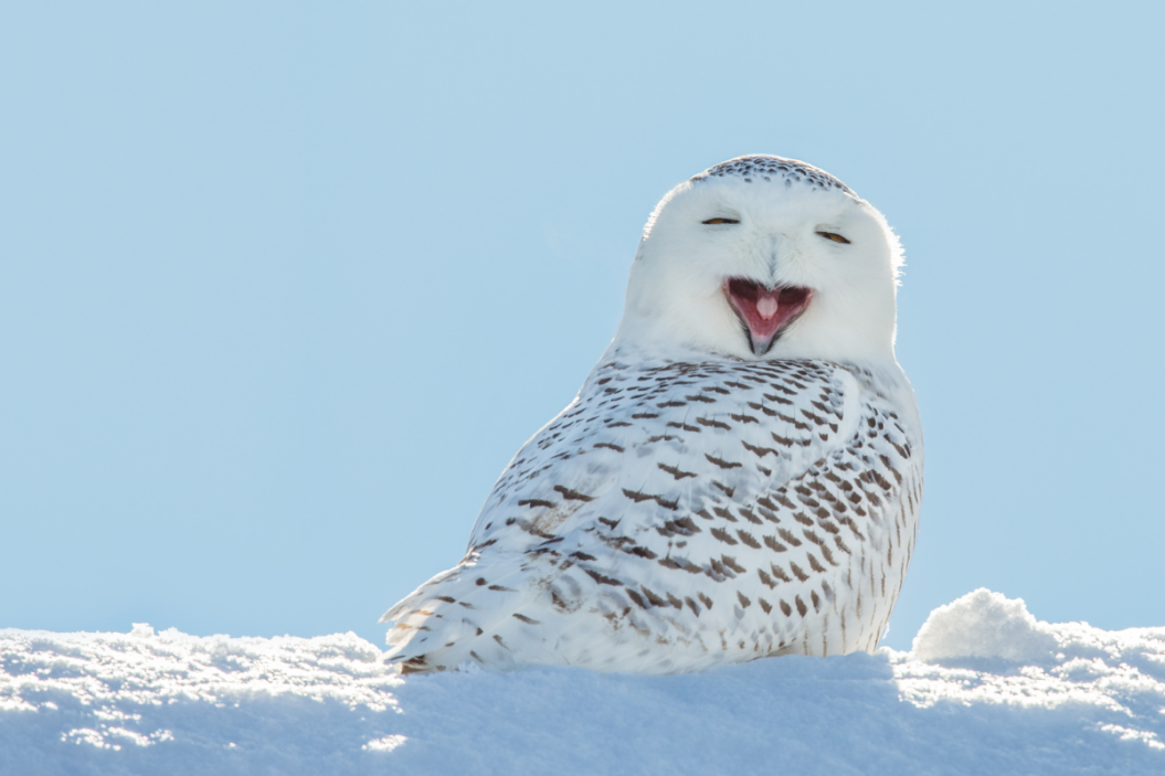 Snow owl lets out big yawn
